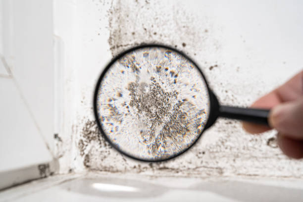 Best Residential Mold Remediation in Hallsville, MO